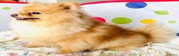 Pomeranian dogs for sale: Lovely Pomeranian puppies  in Sudbury - Advert 7