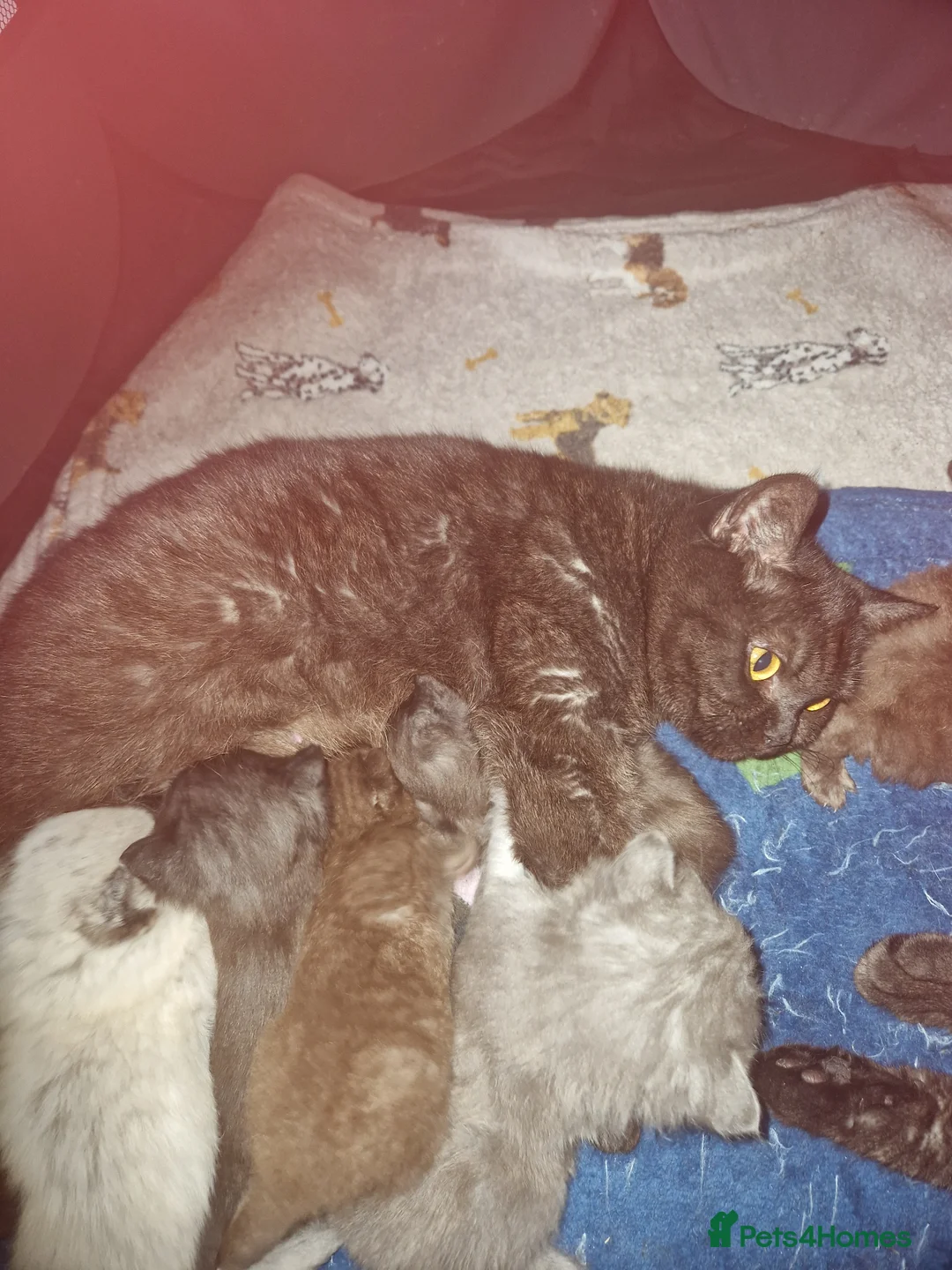 British Shorthair cats for sale: Beutiful British shorthair kittens  - Advert 1