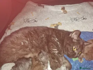 British Shorthair cats Beutiful British shorthair kittens - Advert 1