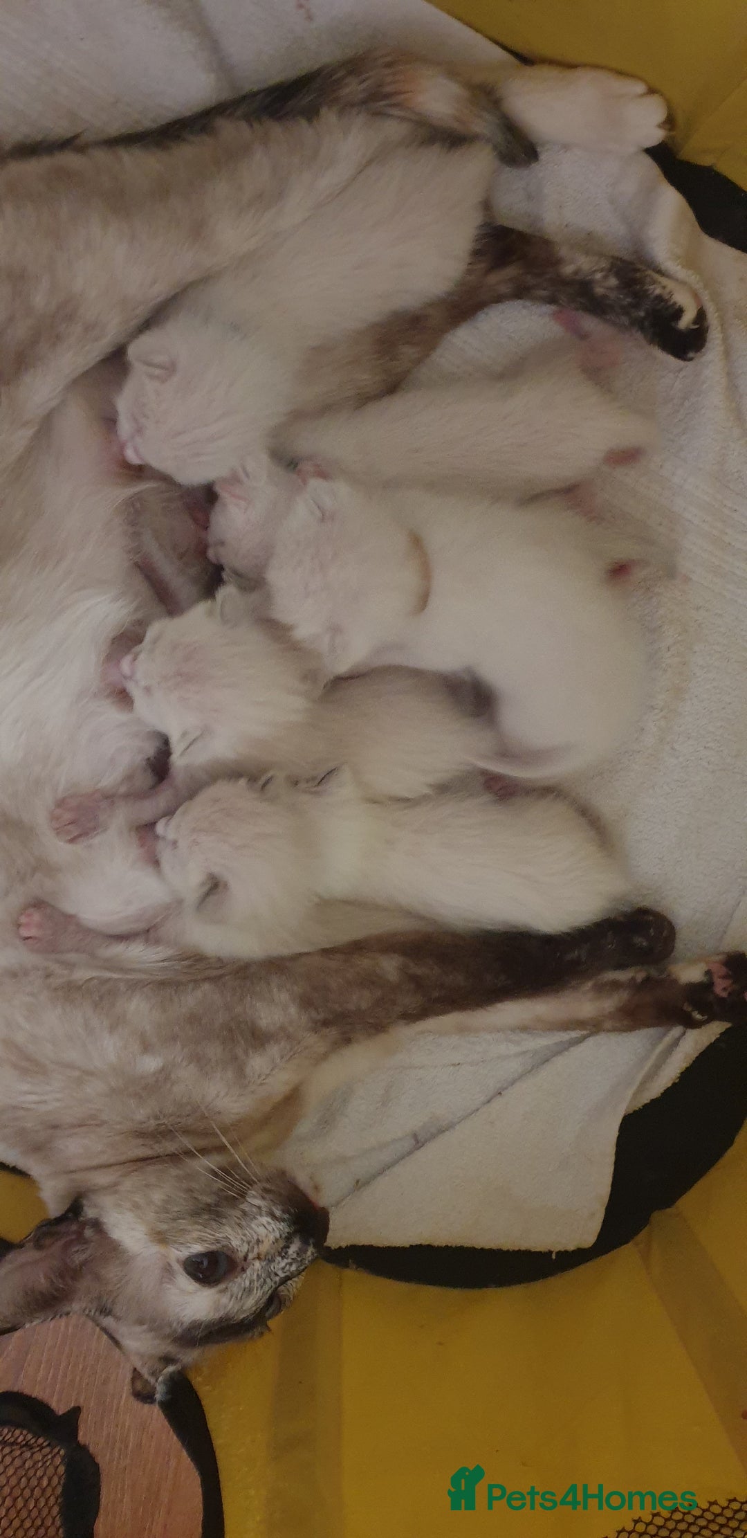 Ragamese cats for sale: Beautiful Ragamese Kittens  - Advert 21