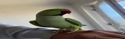 Parakeets birds for sale: Indian Ringneck parakeet (male) for sale in Gravesend - Advert 2