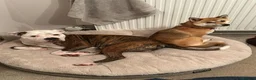 Mixed Breed dogs for stud: American Bulldog x Staffie Stud in Newport - Advert 2
