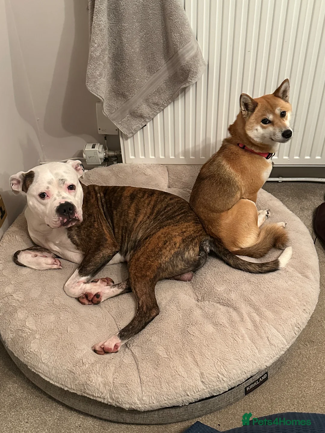 Mixed Breed dogs for stud: American Bulldog x Staffie Stud in Newport - Advert 2