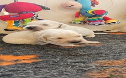 Golden Retriever dogs for sale: Outstanding Kc registered Golden Retriever babies  - Image 21