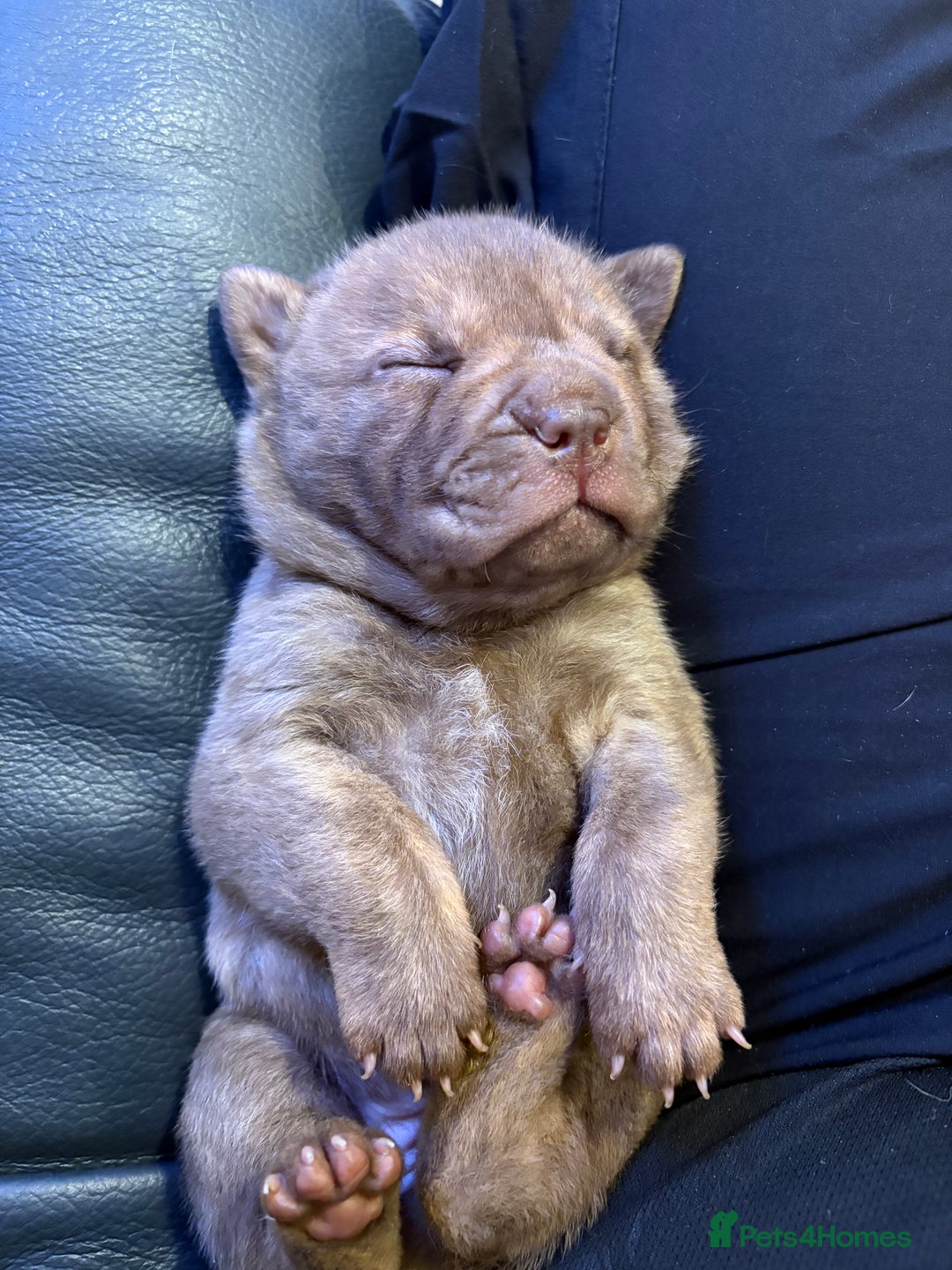 Shar Pei dogs for sale: Stunning Shar Pei Pups - Image 23