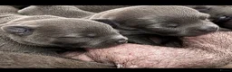 Staffordshire Bull Terrier dogs for sale: %100 Safety Staffordshire Bull Terrier Pups - Advert 5