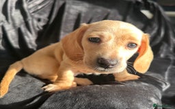 Miniature Dachshund dogs for sale: Miniature dachshund puppies  - Advert 10