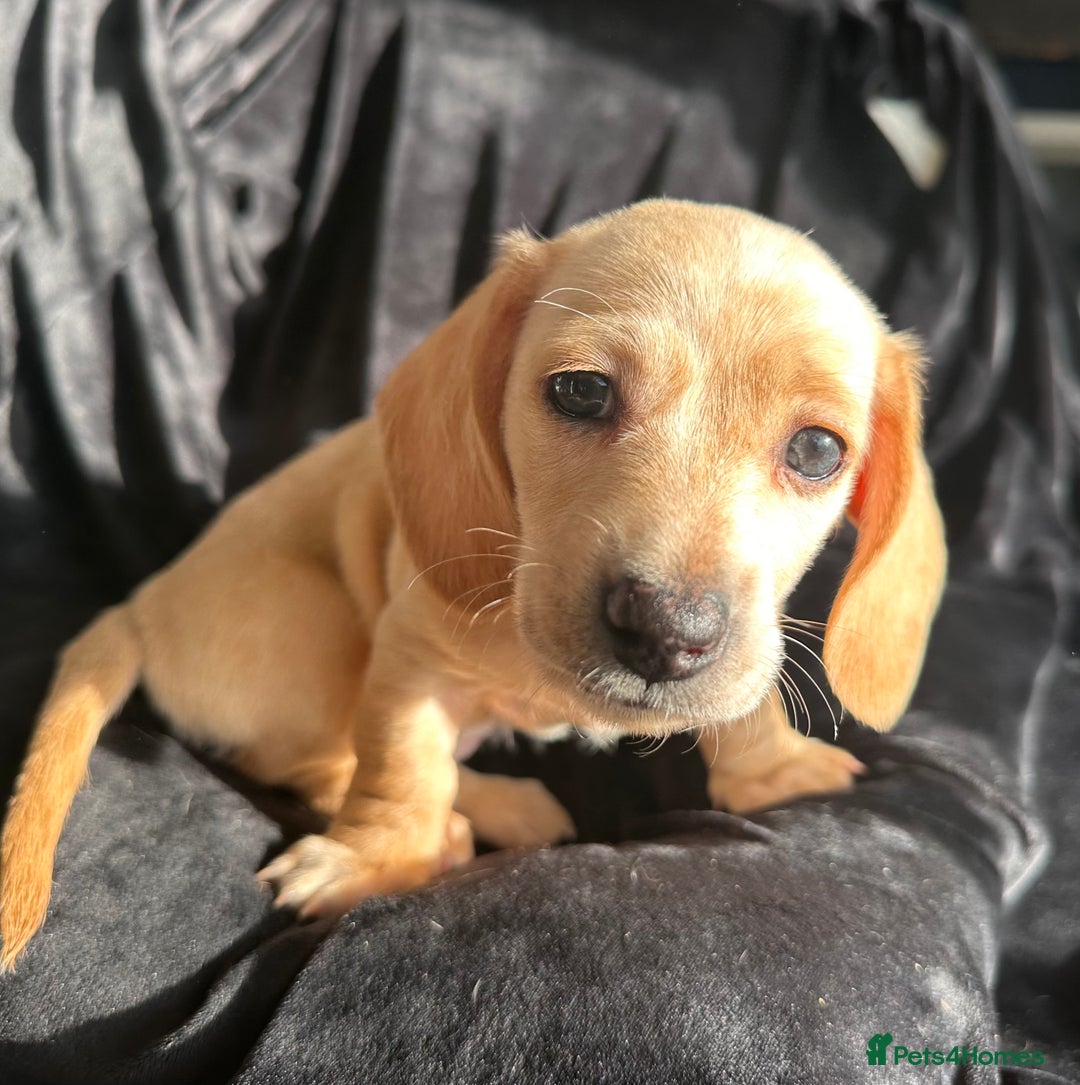 Miniature Dachshund dogs for sale: Miniature dachshund puppies  - Advert 10