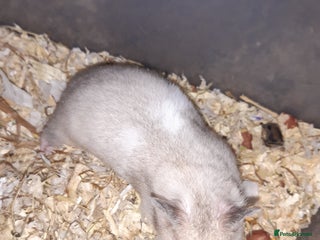 Hamster rodents Baby Syrian hamsters - Advert 19