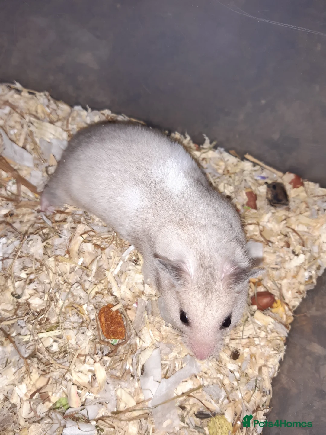 Hamster rodents for sale: Baby Syrian hamsters - Advert 1