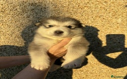 Alaskan Malamute dogs for sale: KC registered Puppies Available - Image 6