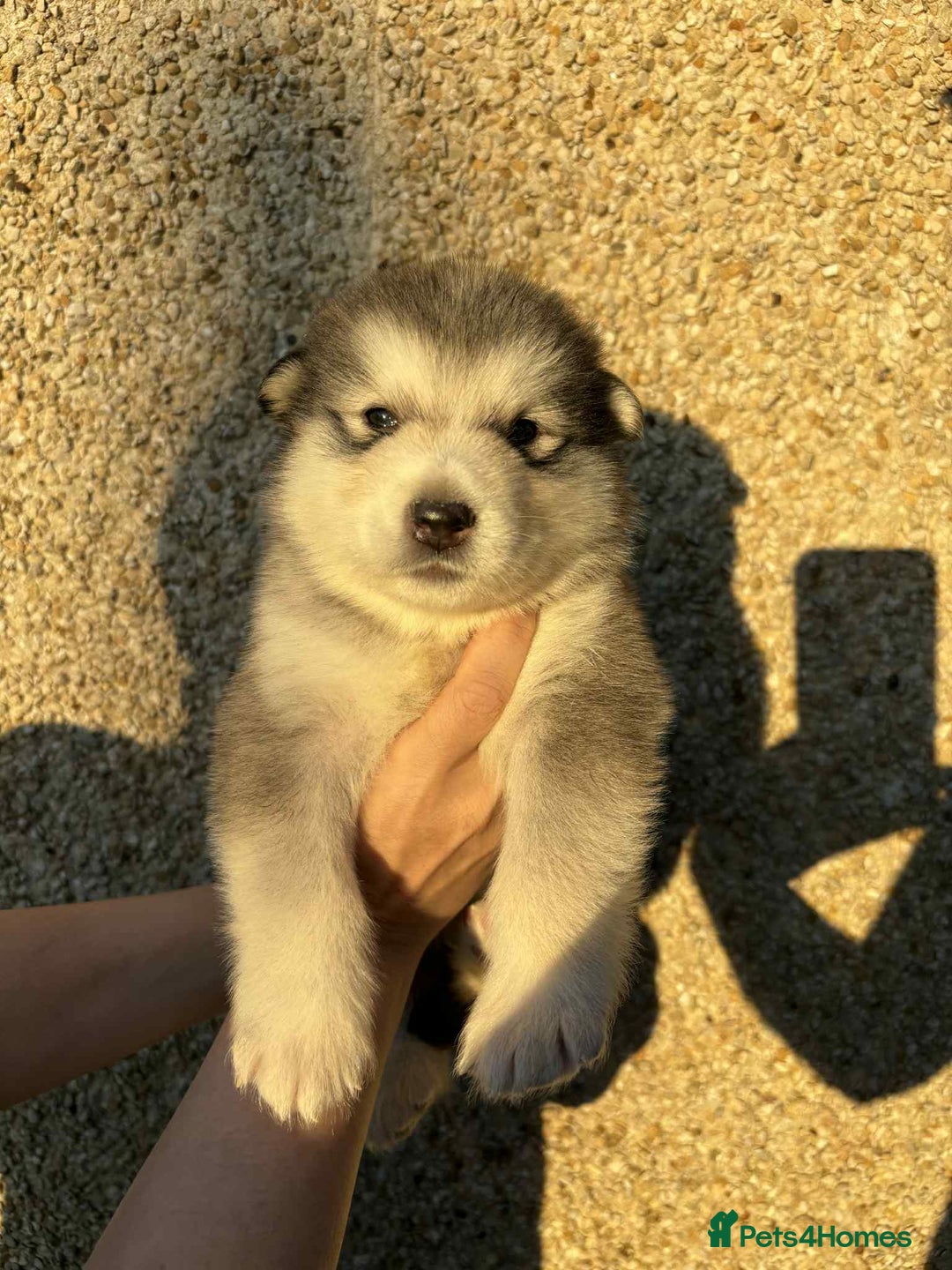 Alaskan Malamute dogs for sale: KC registered Puppies Available - Image 6