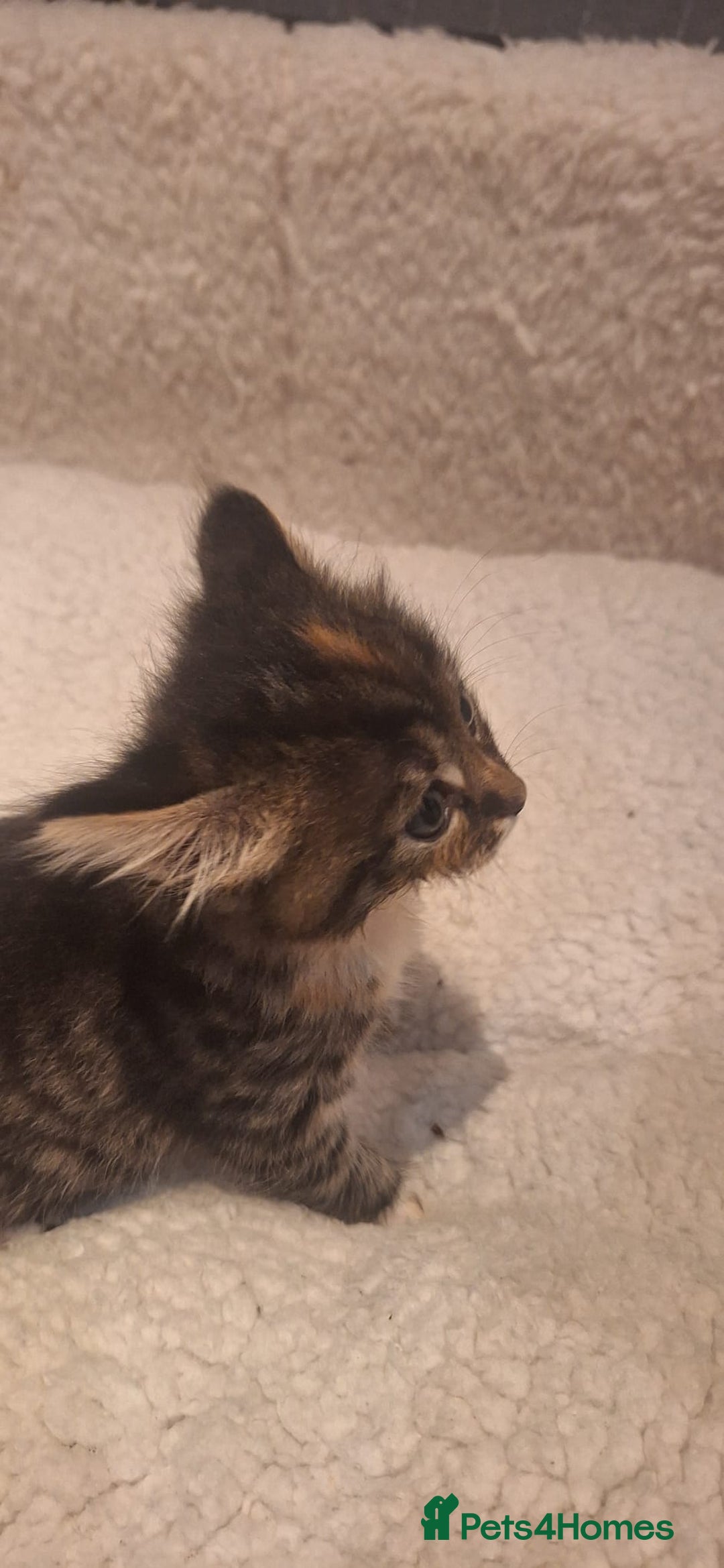 Norwegian Forest Cat cats for sale: Norwegian Forest kittens for sale - Image 5