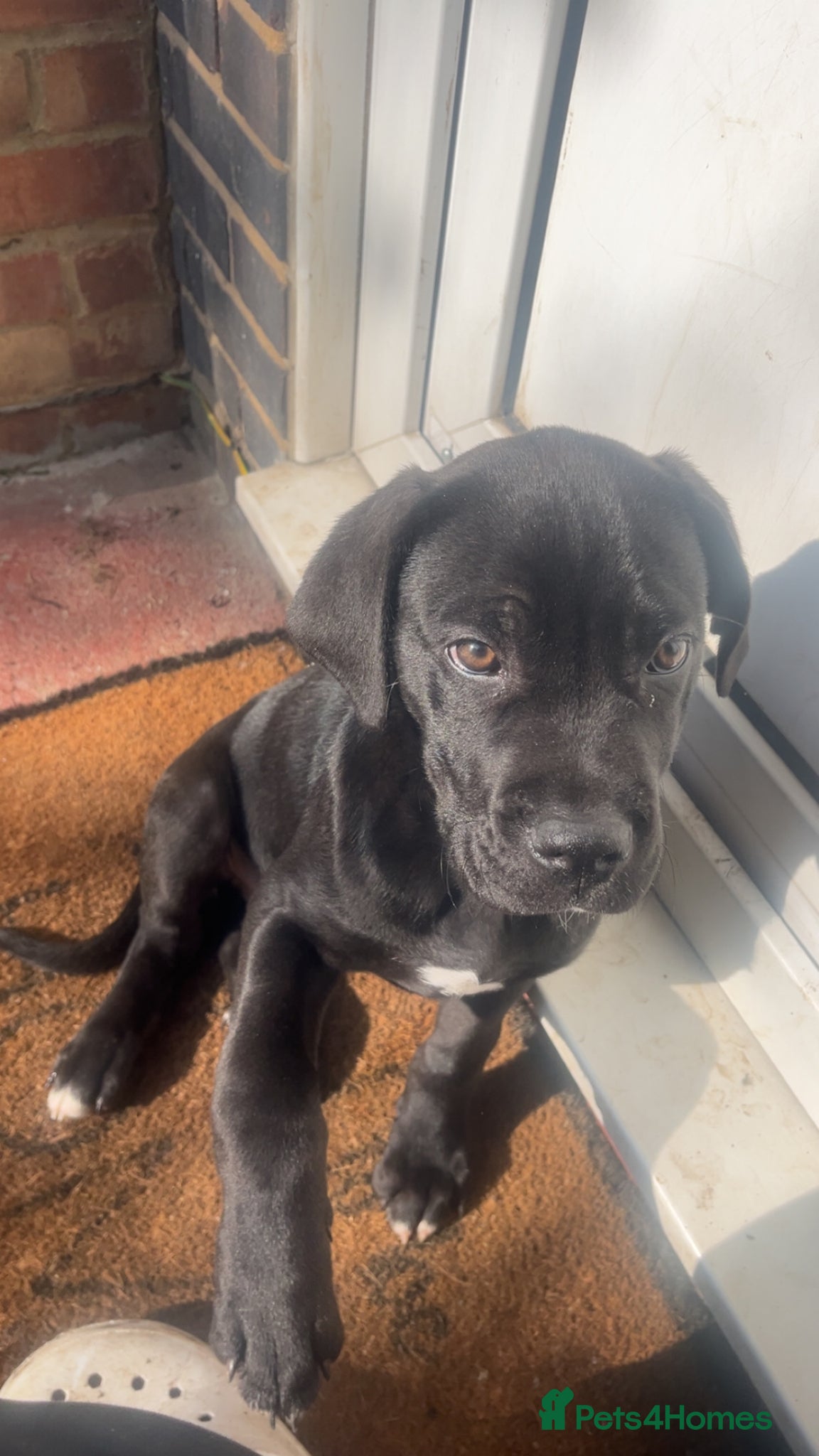 Mixed Breed dogs Cane corso x lab puppy  - Advert 8