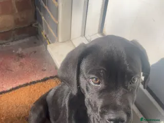 Mixed Breed dogs Cane corso x lab puppy - Advert 8