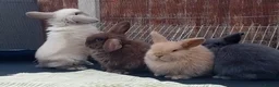 Mini Lop rabbits for sale: Beautiful Mini Lop bunnies  - Advert 3