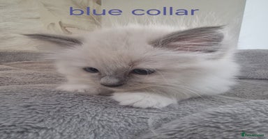 Ragdoll cats - Advert 5