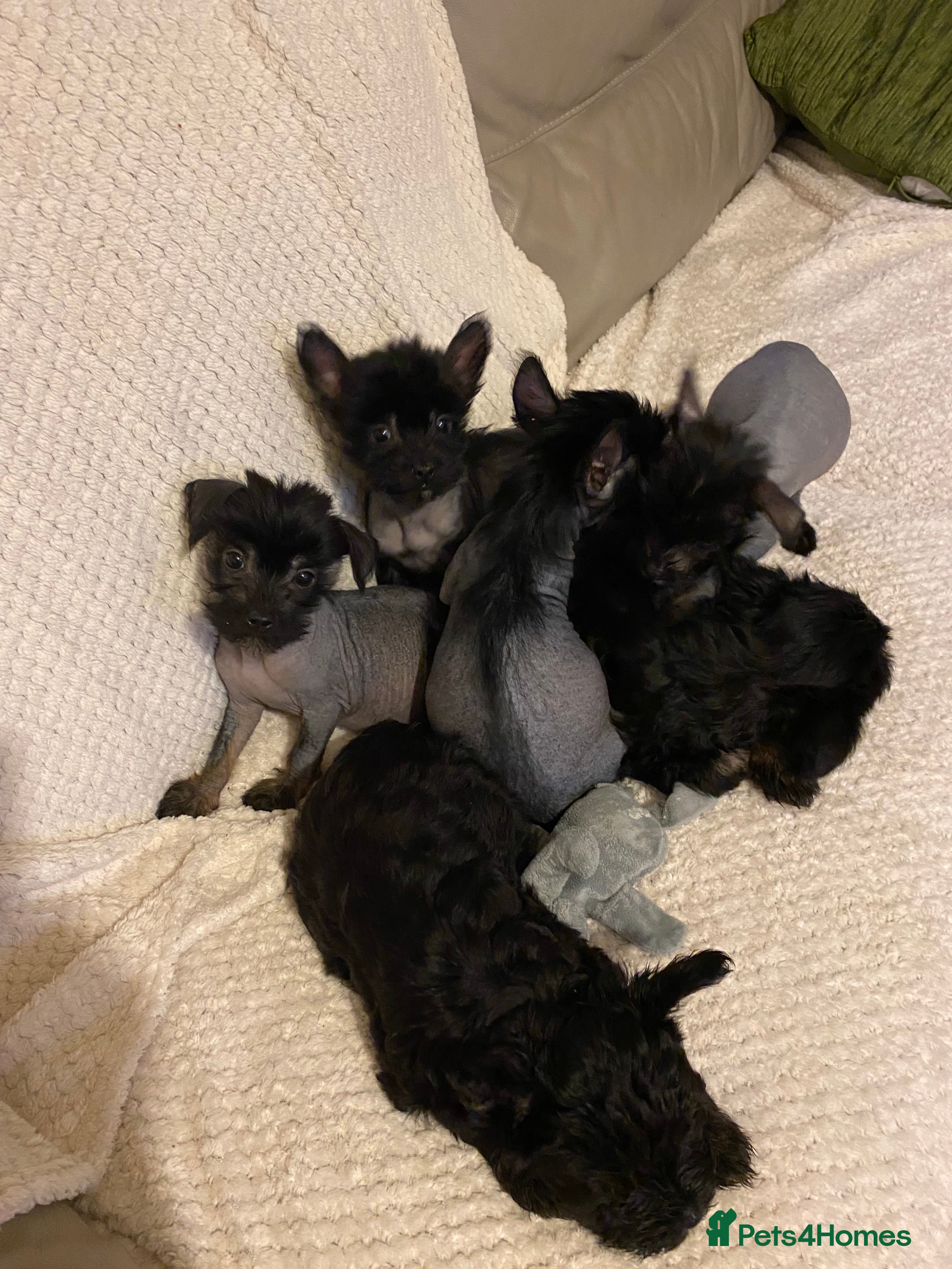 Chinese Crested dogs 5 Baby Chinese Crested Seeking Their Forever Homes - Advert 16