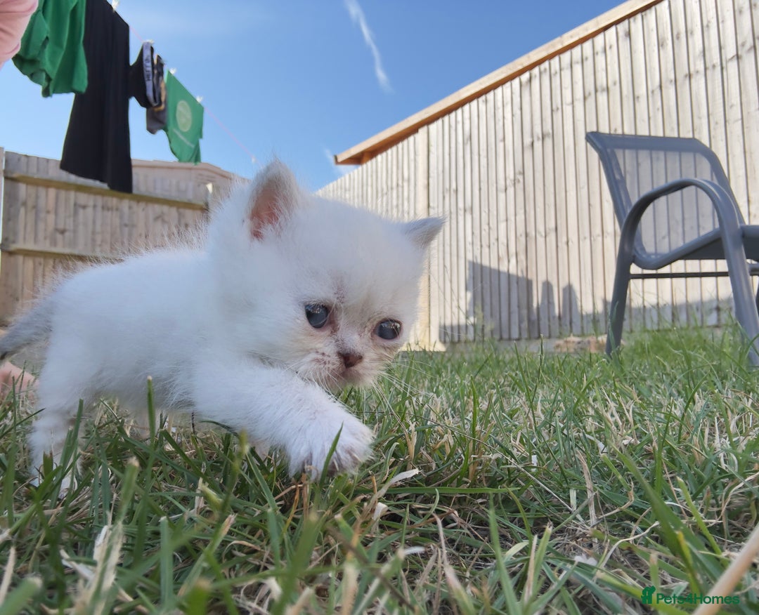 British Longhair cats for sale: 6 Adorable British ShortHair X LongHair kittens .  - Image 36