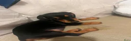 Dachshund dogs for sale: Female dachshund  in Leeds - Advert 4