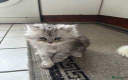 Persian cats for sale: Persian kittens for sale - Image 17