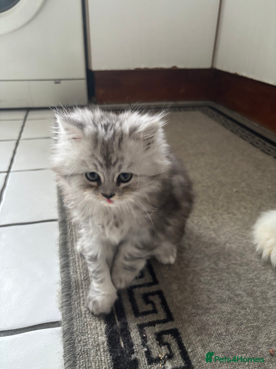 Persian cats for sale: Persian kittens for sale - Image 17