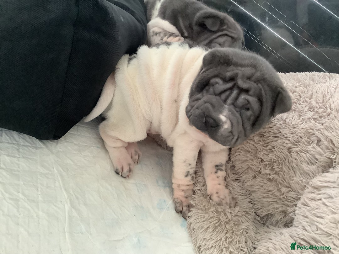 Shar Pei dogs for sale: Kc registered shar pei rare colours - Advert 8