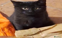 British Shorthair cats for sale: Four beautiful black kittens - Image 2