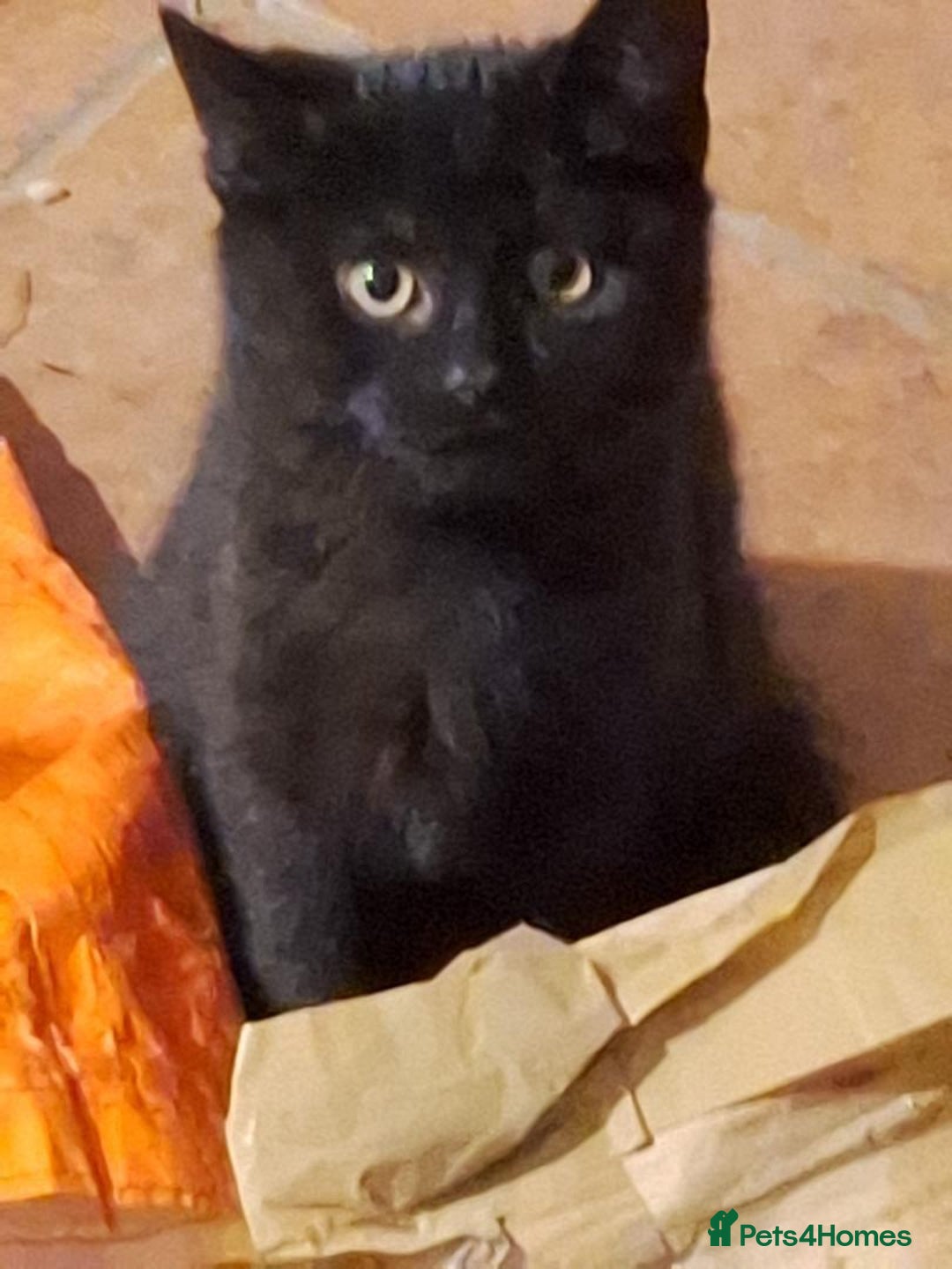 British Shorthair cats for sale: Four beautiful black kittens - Image 2