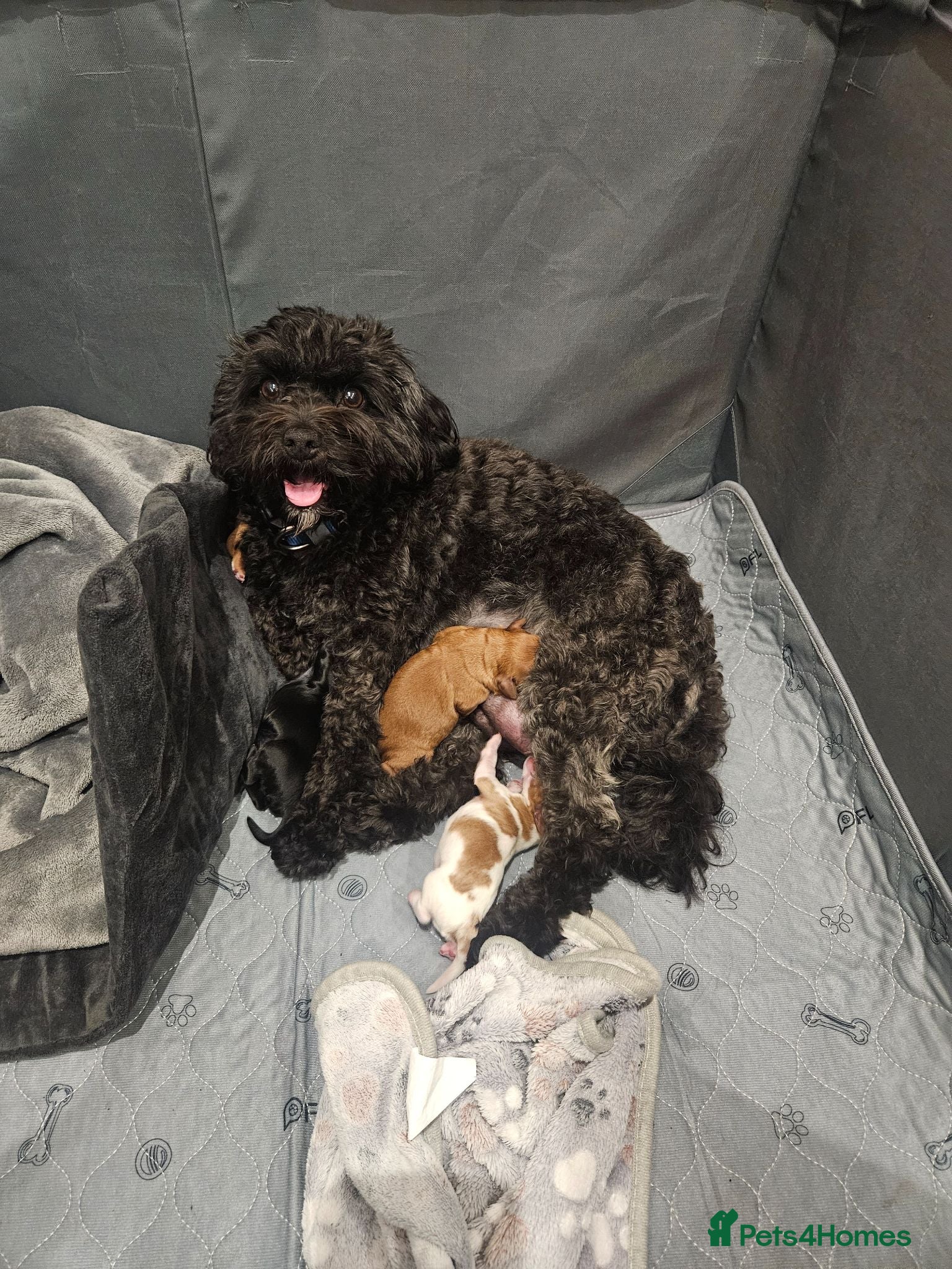 Cavapoo dogs Beautiful set of 5 puppies  - Advert 1