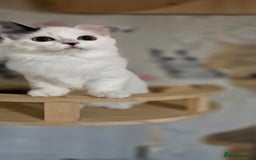 Munchkin cats for sale: Purebred TICA reg. Munchkin kittens ready to go  - Image 34