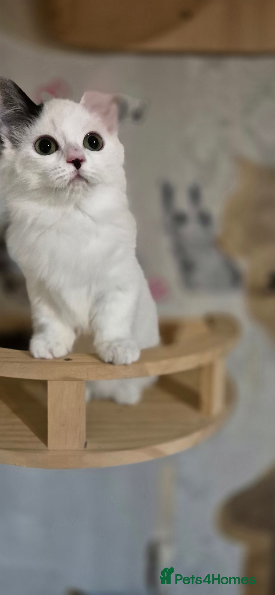 Munchkin cats for sale: Purebred TICA reg. Munchkin kittens ready to go  - Image 34