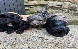 Cockapoo dogs for sale: BEAUTIFULL F1 COCKAPOO PUPPYS - Advert 15