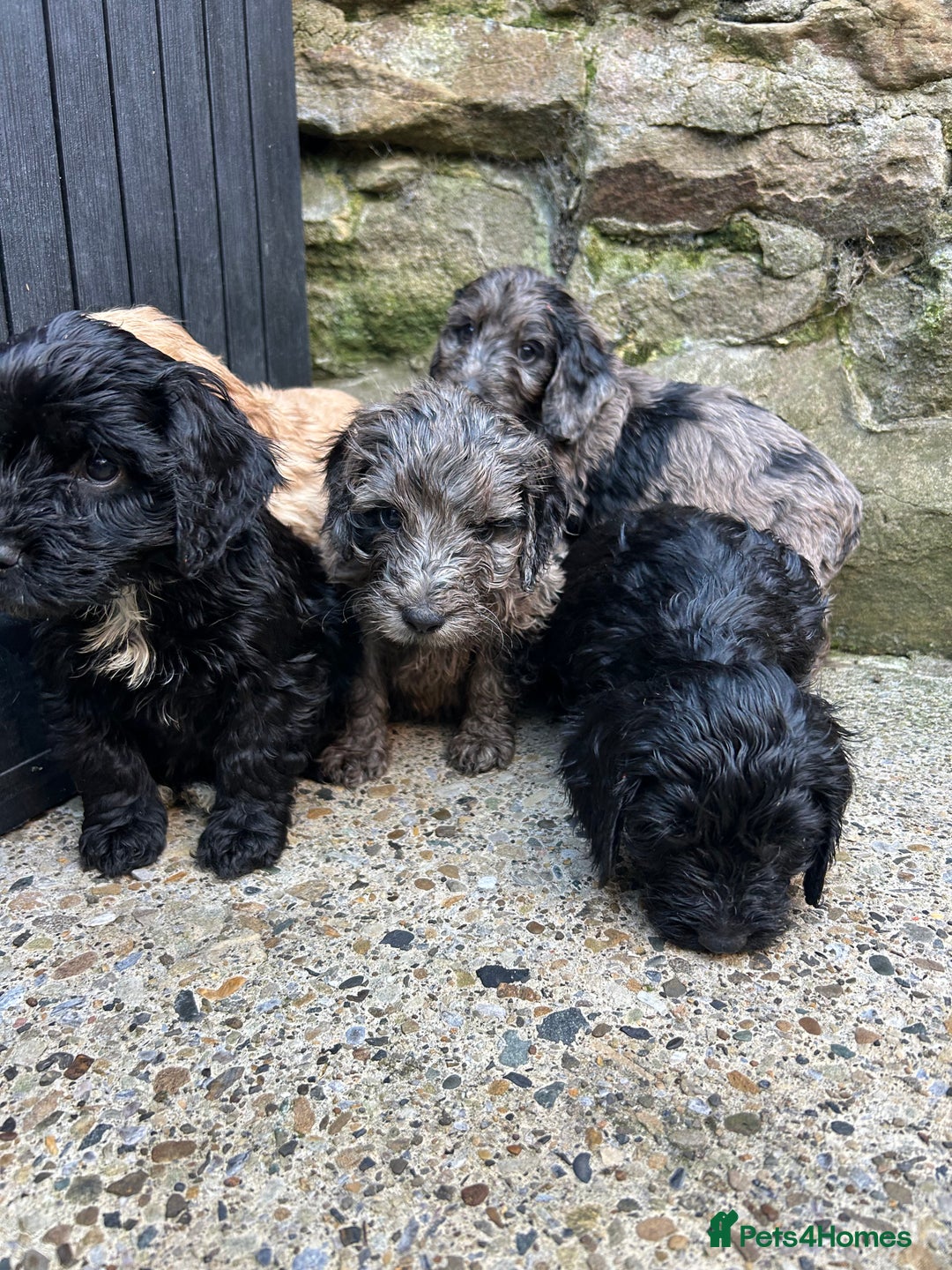 Cockapoo dogs for sale: BEAUTIFULL F1 COCKAPOO PUPPYS - Advert 15