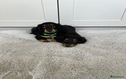 Dachshund dogs for sale: OUTSTANDING STANDARD LONGHAIR DACHSHUNDS - Image 4