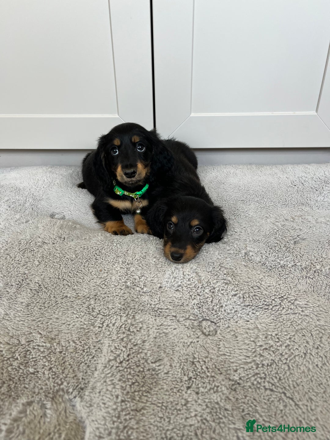 Dachshund dogs for sale: OUTSTANDING STANDARD LONGHAIR DACHSHUNDS - Image 4