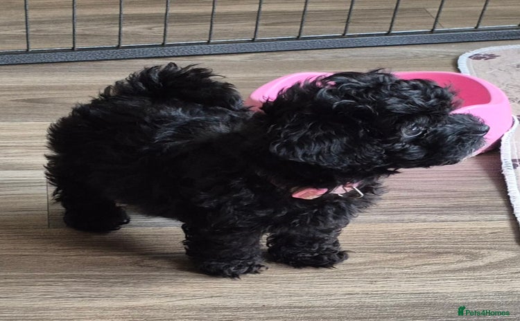 Havanese dogs - Advert 7