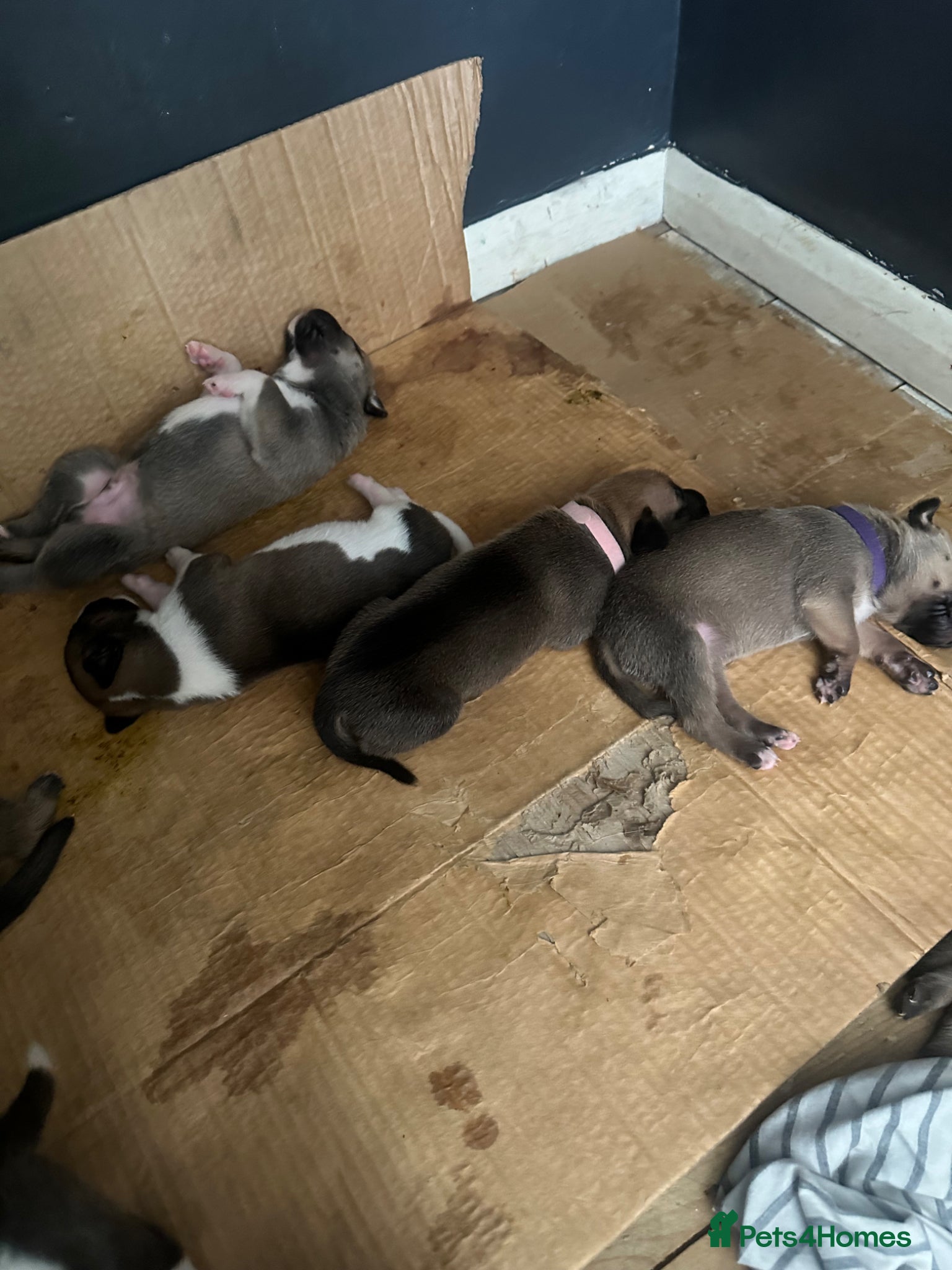 Mixed Breed dogs 13 bullsky pups - Advert 11