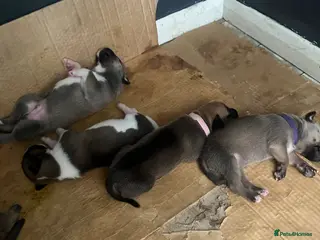 Mixed Breed dogs 13 bullsky pups - Advert 3