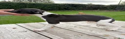 Whippet dogs for sale: Whippet pups  - Advert 9