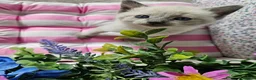 Ragdoll cats for sale: Ragdoll - Advert 10