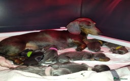 Dachshund dogs for sale: STANDARD DACHSHUND PRA CLR KC REG MANY CHAMPS - Image 8