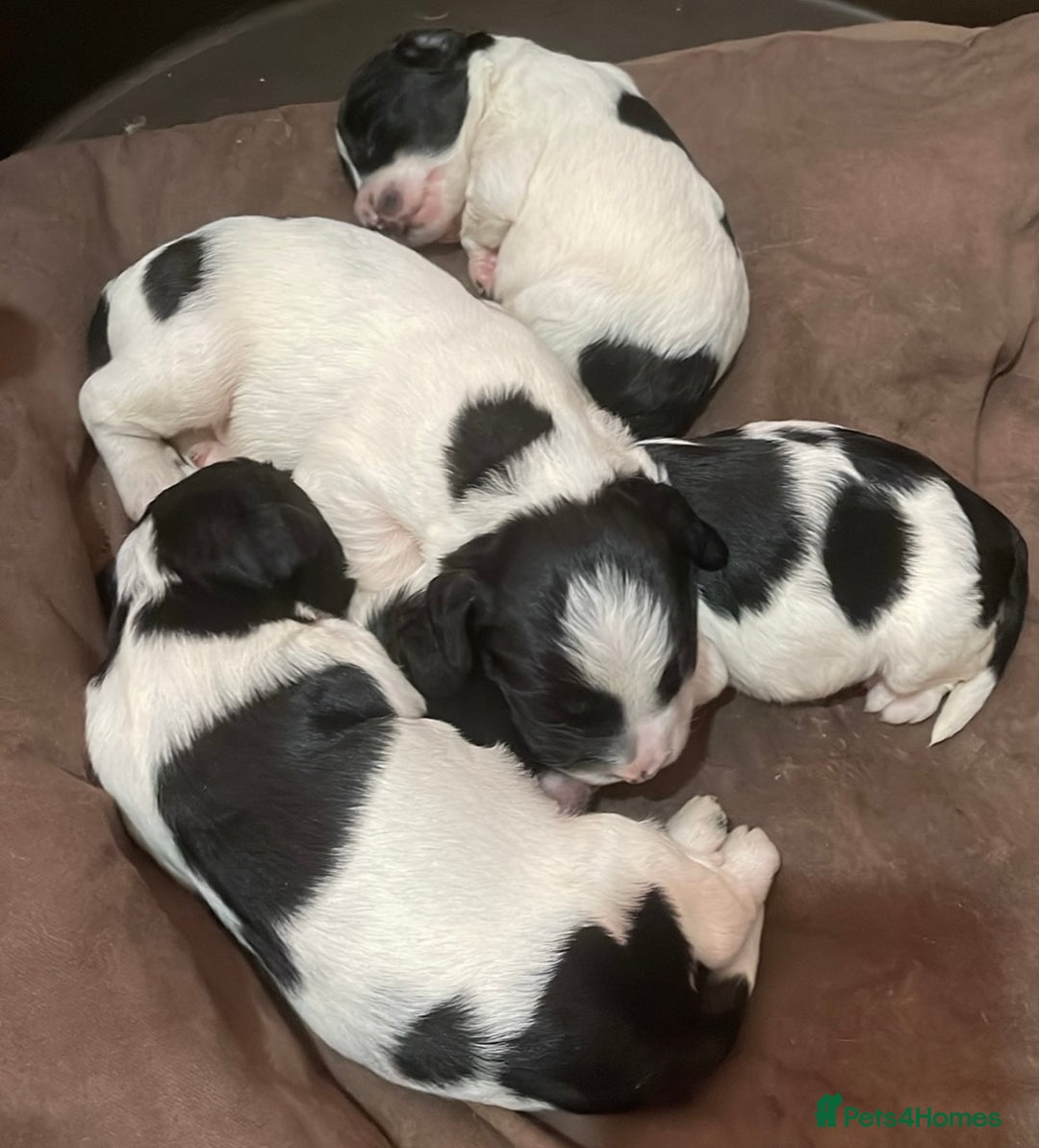 Sproodle dogs for sale: Stunning sproodle / springer / poodle / cockerpoo - Advert 12