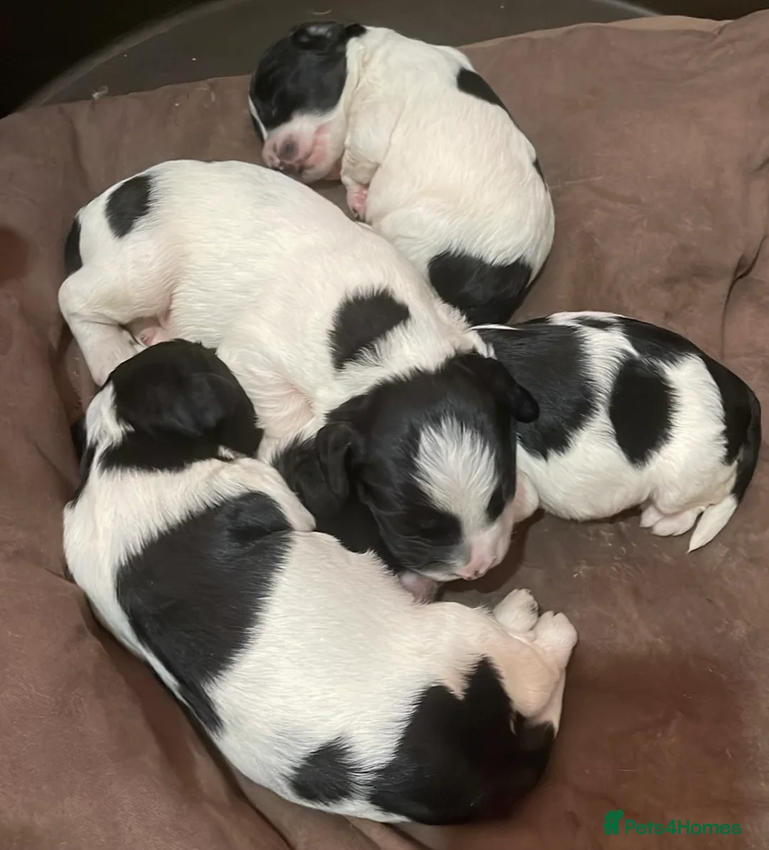 Sproodle dogs for sale: Stunning sproodle / springer / poodle / cockerpoo - Advert 12