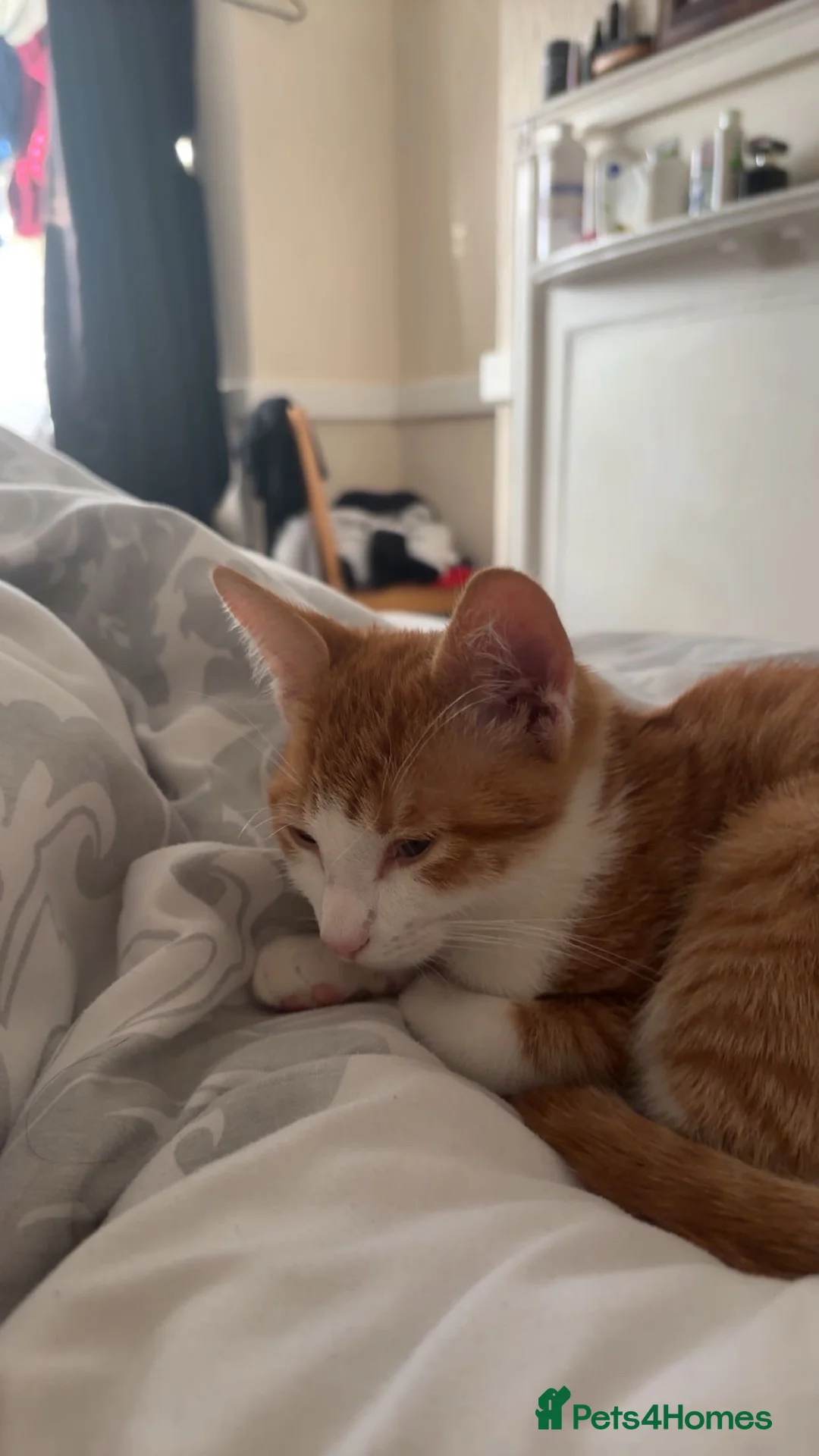 Domestic Shorthair cats for sale: Ginger cat Named Minie - Advert 2