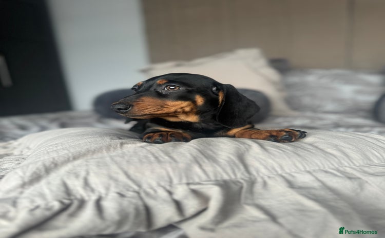 Dachshund dogs - Advert 9