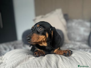 Dachshund dogs 9 beautiful dachshunds ready too leave in 2 weeks - Advert 2