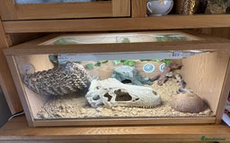 Leopard Gecko reptiles for sale: Leopard gecko and enclosure  - Advert 5