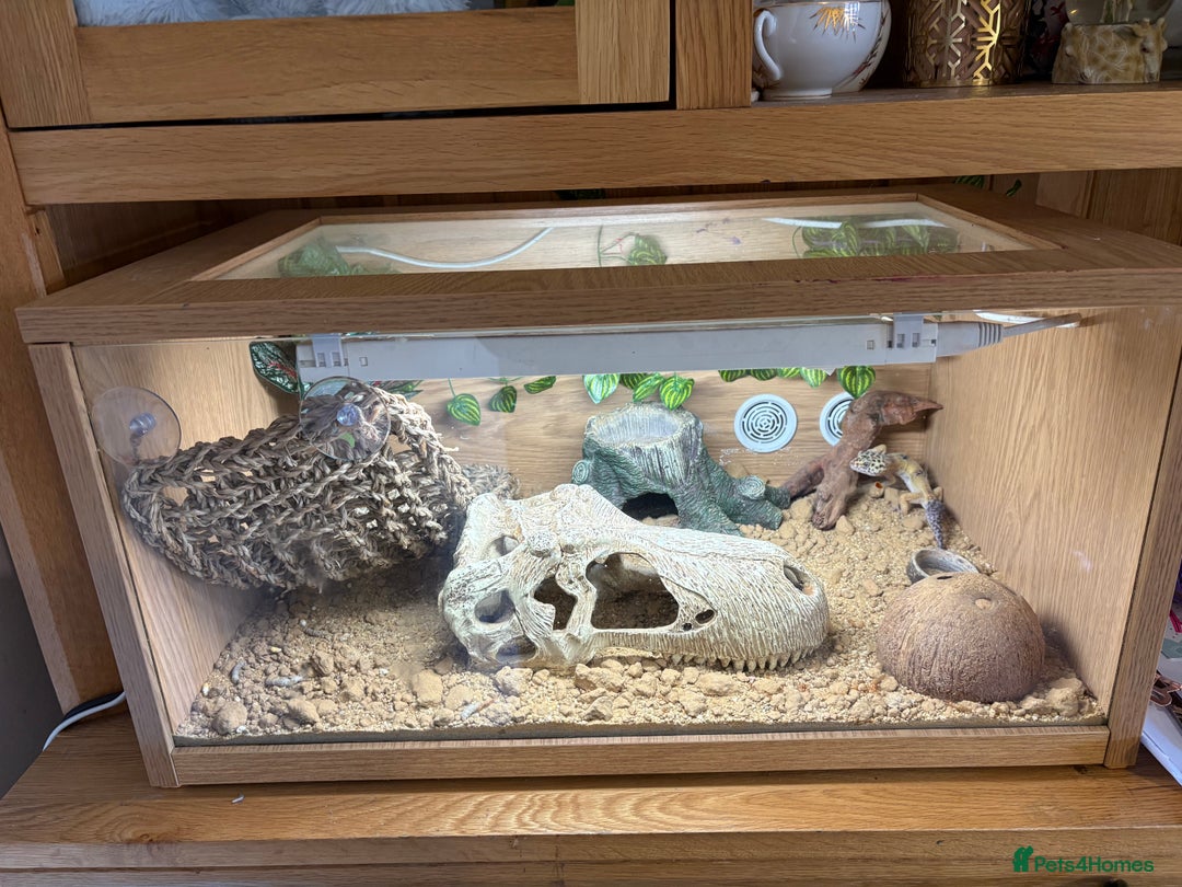 Leopard Gecko reptiles for sale: Leopard gecko and enclosure  - Advert 5