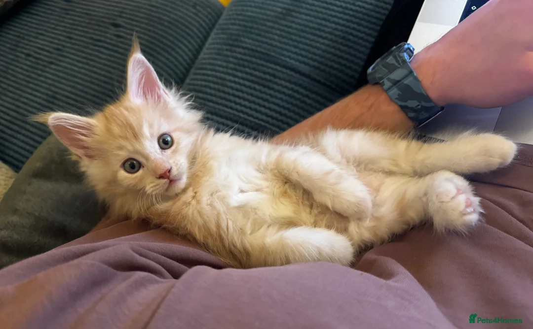 Maine Coon cats for sale: (All now reserved)GCCF Champion Maine Coon Kittens - Advert 3